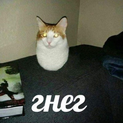 randomCatFan